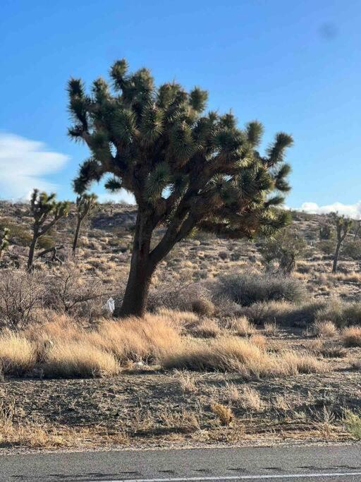 Apartament Joshua Tree National Park - Cozy Palms Getaway Twentynine Palms Zewnętrze zdjęcie